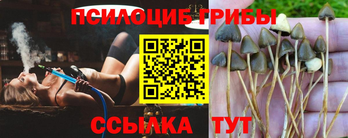 Псилоцибиновые грибы мицелий Тобольск